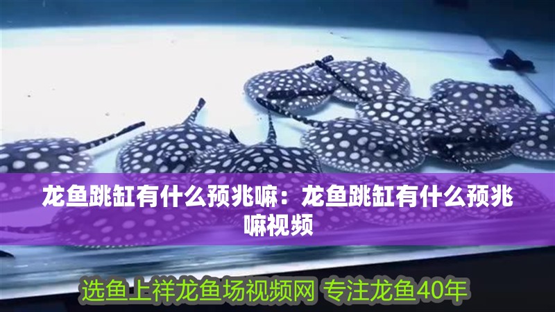 龍魚跳缸有什么預兆嘛：龍魚跳缸有什么預兆嘛視頻