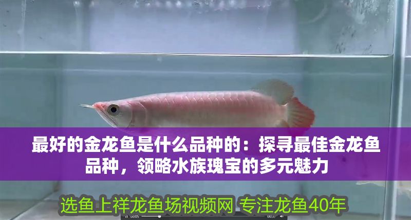 最好的金龍魚是什么品種的：探尋最佳金龍魚品種，領略水族瑰寶的多元魅力