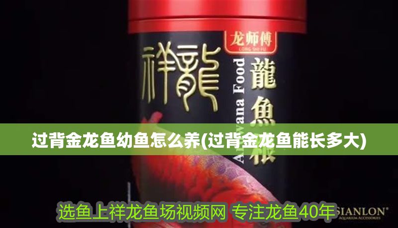 過背金龍魚幼魚怎么養(yǎng)(過背金龍魚能長(zhǎng)多大)
