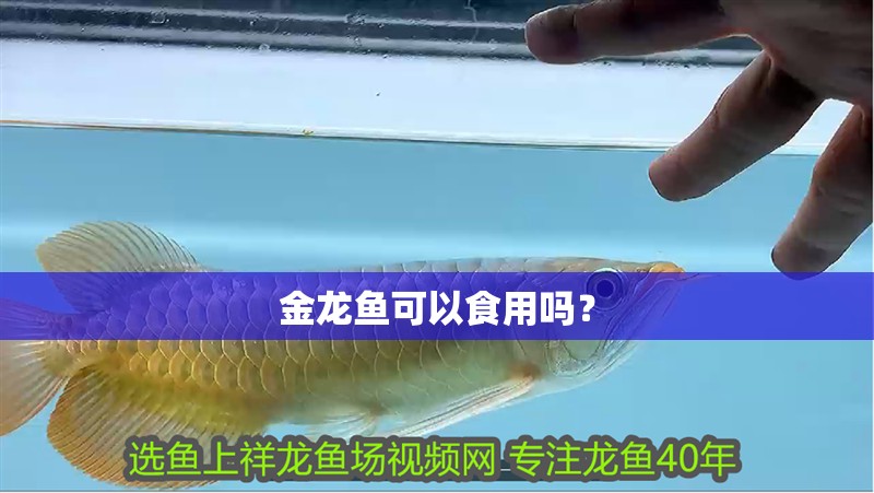 寵物用品魚缸水族箱怎么用視頻：寵物用品魚缸水族箱開箱視頻合集寵物用品視頻合集