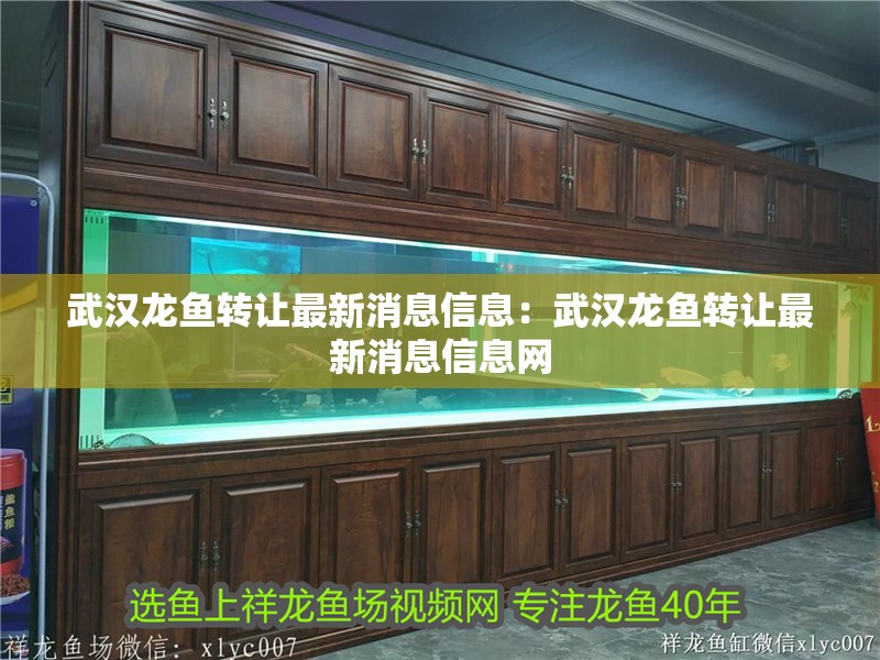 武漢龍魚轉讓最新消息信息：武漢龍魚轉讓最新消息信息網(wǎng)