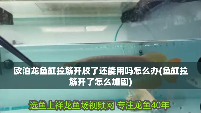 歐泊龍魚缸拉筋開膠了還能用嗎怎么辦(魚缸拉筋開了怎么加固)