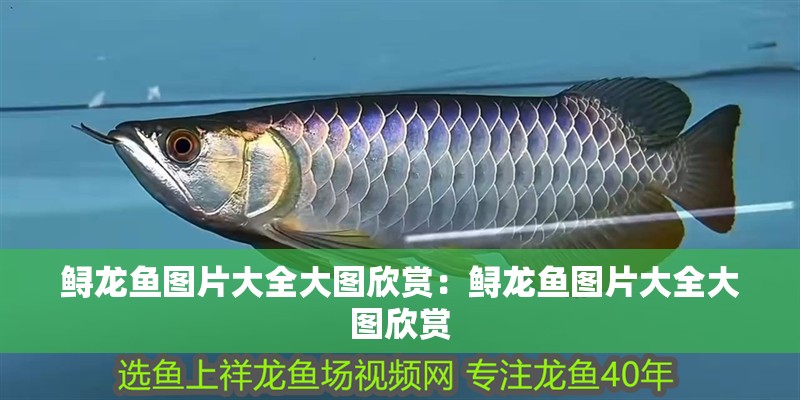 鱘龍魚圖片大全大圖欣賞：鱘龍魚圖片大全大圖欣賞