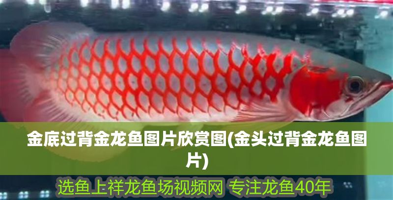 金底過背金龍魚圖片欣賞圖(金頭過背金龍魚圖片) 金龍魚百科 第1張 金底過背金龍魚圖片欣賞圖(金頭過背金龍魚圖片) 金底過背金龍魚圖片欣賞圖(金頭過背金龍魚圖片) 金龍魚百科 第1張