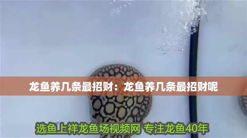 淡水海龍魚圖片大全高清圖：淡水海龍魚的圖片