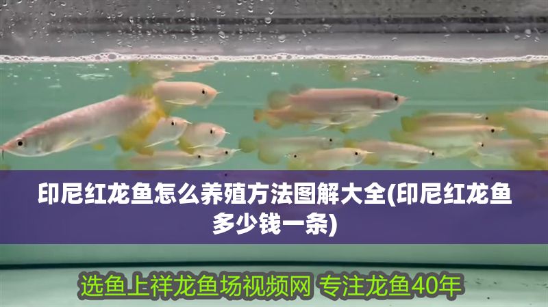印尼紅龍魚怎么養殖方法圖解大全(印尼紅龍魚多少錢一條)