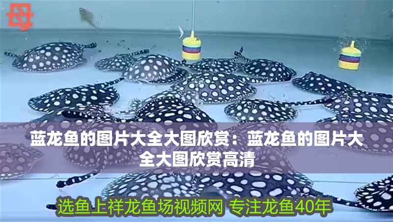 藍龍魚的圖片大全大圖欣賞：藍龍魚的圖片大全大圖欣賞高清