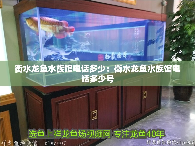 衡水龍魚水族館電話多少：衡水龍魚水族館電話多少號