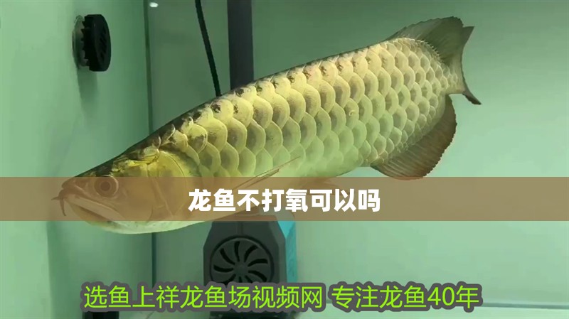 龍魚不打氧可以嗎
