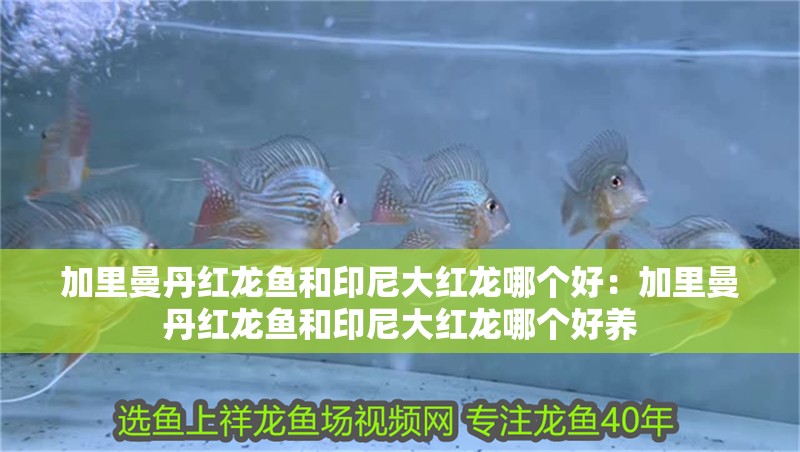 加里曼丹紅龍魚和印尼大紅龍哪個好：加里曼丹紅龍魚和印尼大紅龍哪個好養