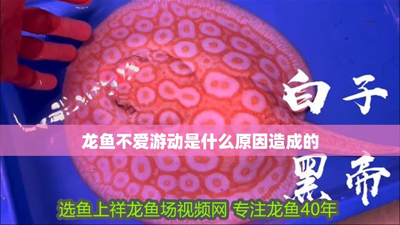 龍魚不愛游動是什么原因造成的 龍魚不愛游動是什么原因造成的 龍魚百科 第2張