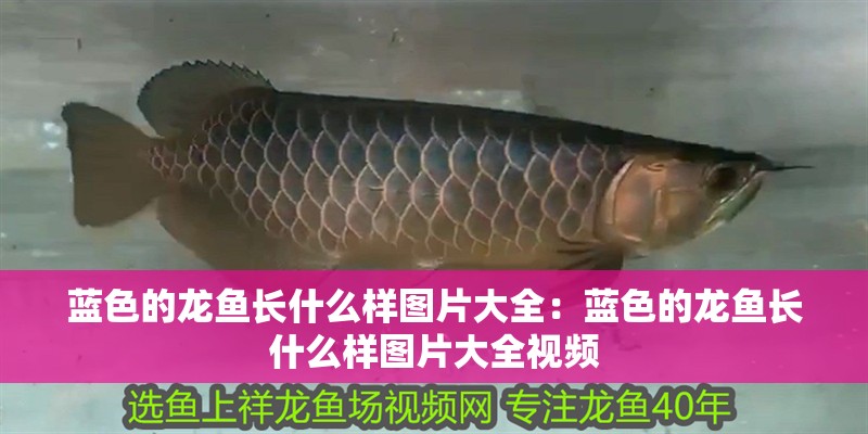 藍色的龍魚長什么樣圖片大全：藍色的龍魚長什么樣圖片大全視頻 藍色的龍魚長什么樣圖片大全：藍色的龍魚長什么樣圖片大全視頻 水族問答