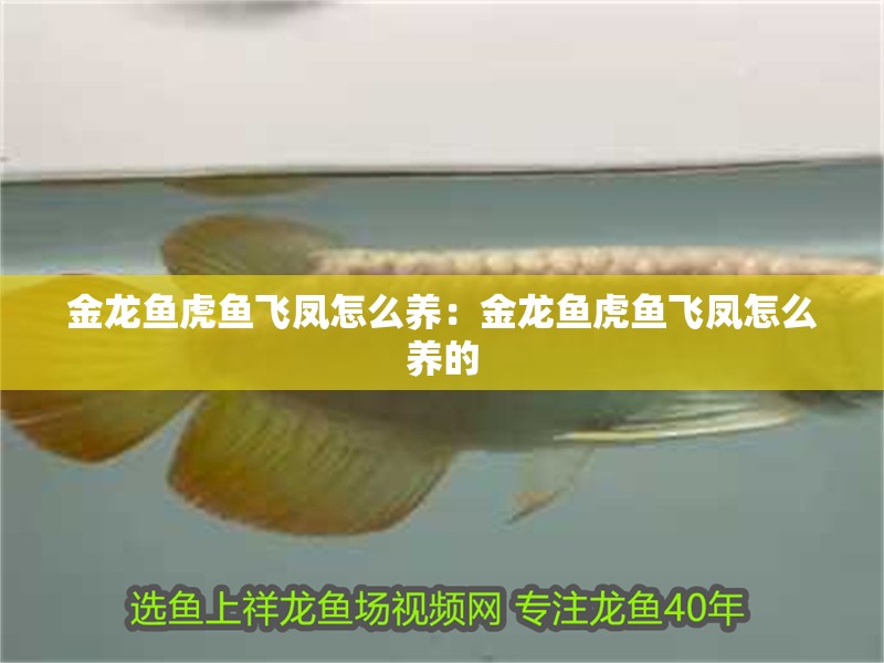 金龍魚虎魚飛鳳怎么養：金龍魚虎魚飛鳳怎么養的