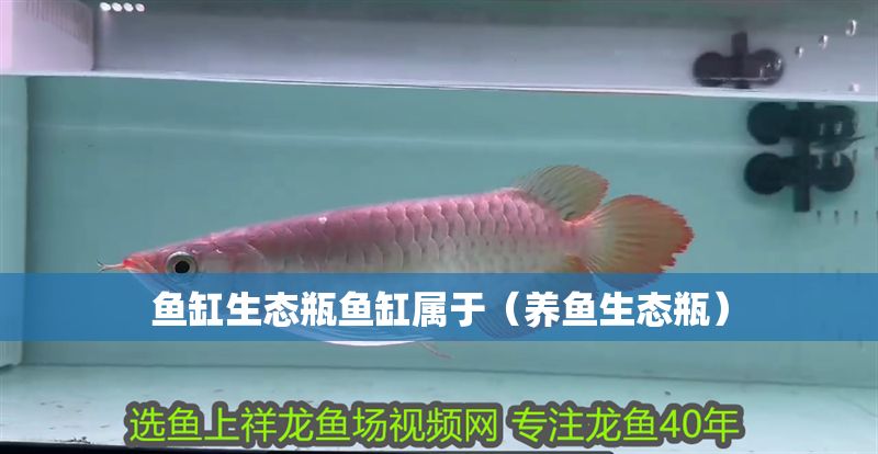 魚缸生態瓶魚缸屬于（養魚生態瓶）