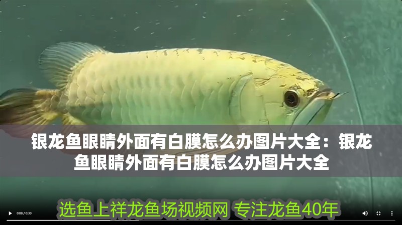 銀龍魚眼睛外面有白膜怎么辦圖片大全：銀龍魚眼睛外面有白膜怎么辦圖片大全