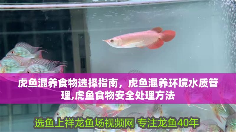 虎魚(yú)混養(yǎng)食物選擇指南，虎魚(yú)混養(yǎng)環(huán)境水質(zhì)管理,虎魚(yú)食物安全處理方法