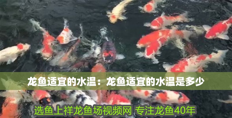 龍魚(yú)適宜的水溫：龍魚(yú)適宜的水溫是多少