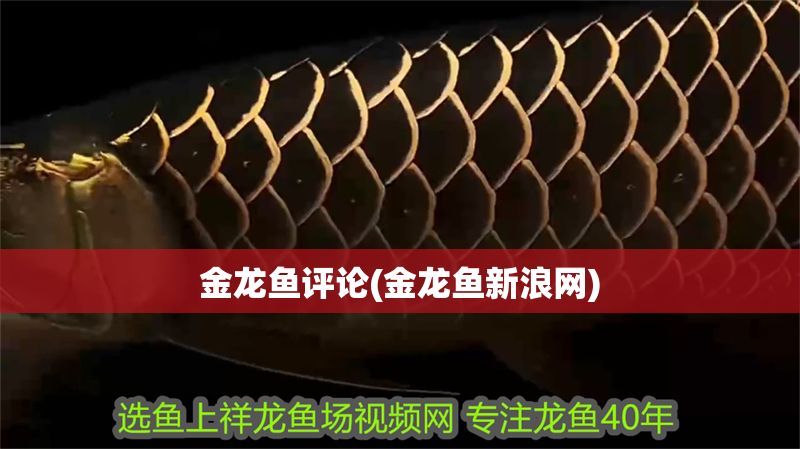 金龍魚評論(金龍魚新浪網)