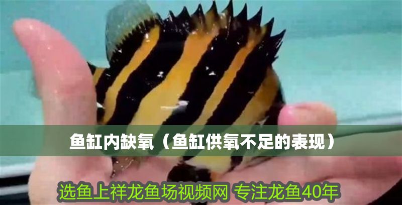 魚缸內缺氧（魚缸供氧不足的表現）