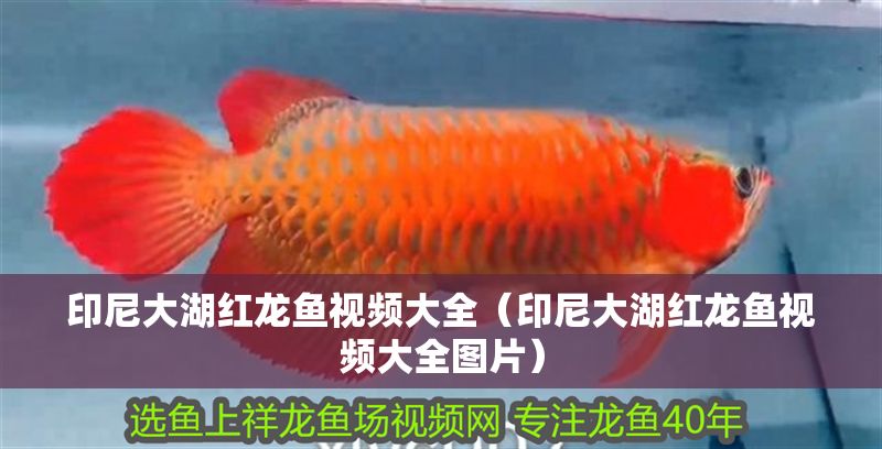 印尼大湖紅龍魚視頻大全（印尼大湖紅龍魚視頻大全圖片）
