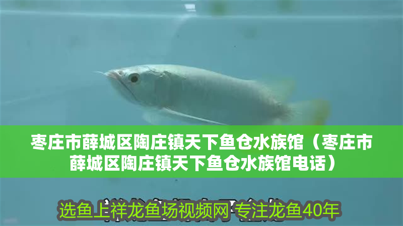 棗莊市薛城區陶莊鎮天下魚倉水族館（棗莊市薛城區陶莊鎮天下魚倉水族館電話）