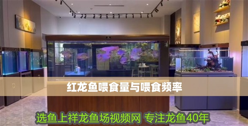 紅龍魚喂食量與喂食頻率