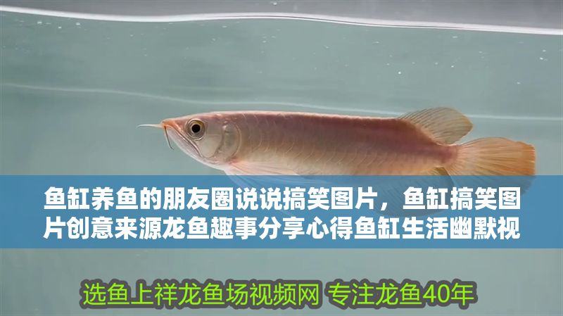 魚缸養魚的朋友圈說說搞笑圖片，魚缸搞笑圖片創意來源龍魚趣事分享心得魚缸生活幽默視角解析
