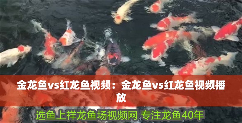 金龍魚vs紅龍魚視頻：金龍魚vs紅龍魚視頻播放
