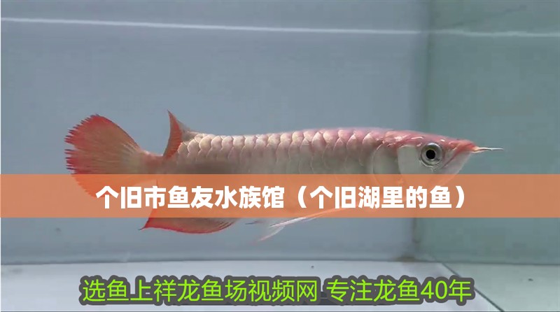 個舊市魚友水族館（個舊湖里的魚）