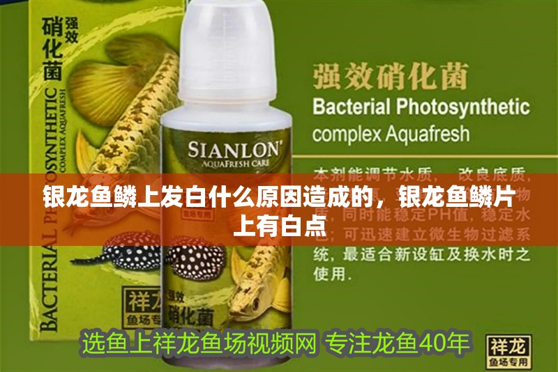 銀龍魚鱗上發白什么原因造成的，銀龍魚鱗片上有白點