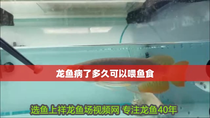 龍魚病了多久可以喂魚食