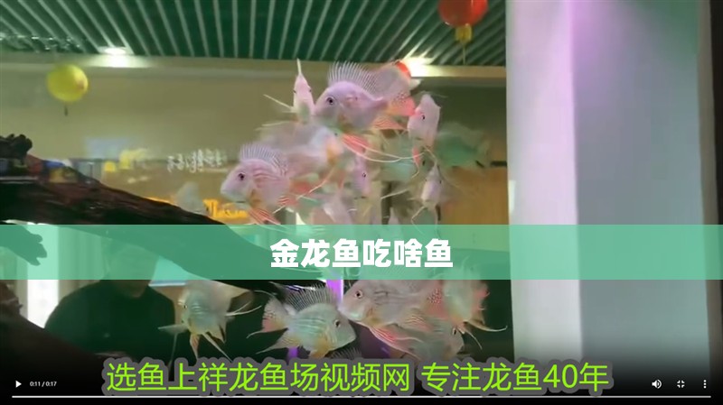 金龍魚吃啥魚