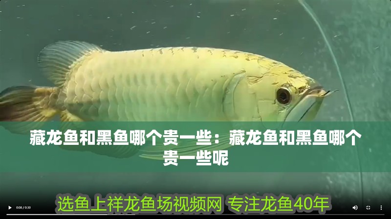藏龍魚和黑魚哪個貴一些：藏龍魚和黑魚哪個貴一些呢