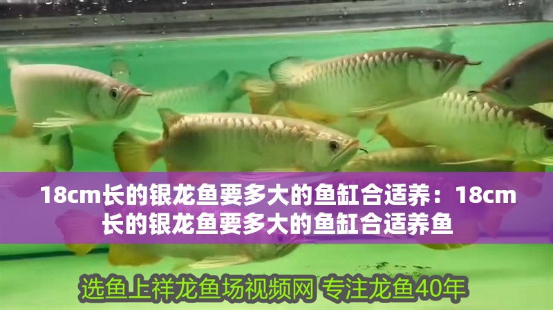 18cm長的銀龍魚要多大的魚缸合適養：18cm長的銀龍魚要多大的魚缸合適養魚