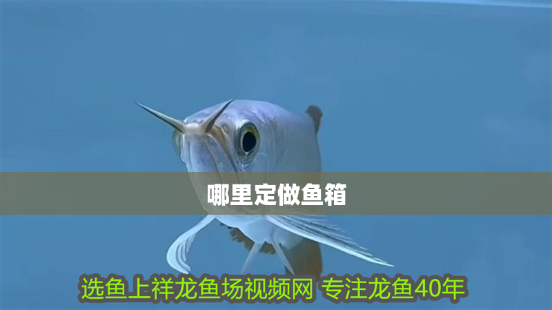 哪里定做魚箱 龍魚百科 第3張 哪里定做魚箱 哪里定做魚箱 龍魚百科 第3張