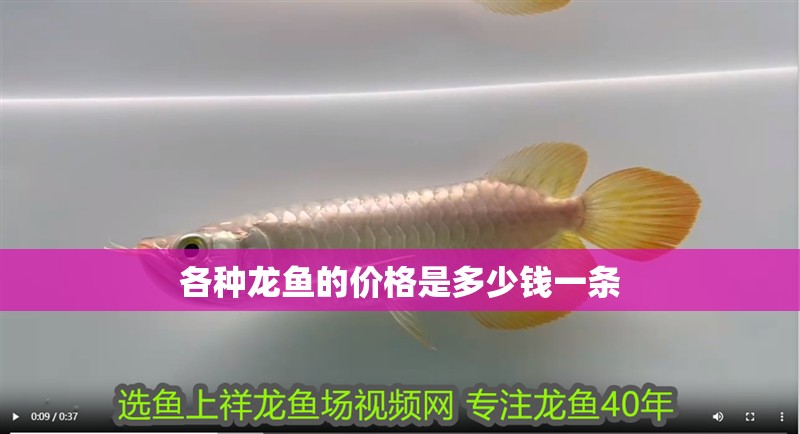 豬鼻龜三年能長多大圖片視頻講解大全(豬鼻龜一般能長多大)