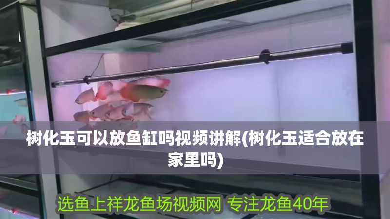 樹化玉可以放魚缸嗎視頻講解(樹化玉適合放在家里嗎)