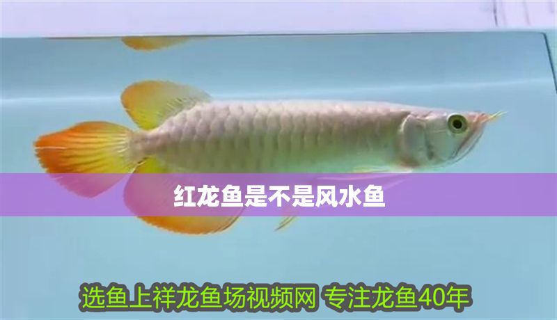 紅龍魚是不是風(fēng)水魚