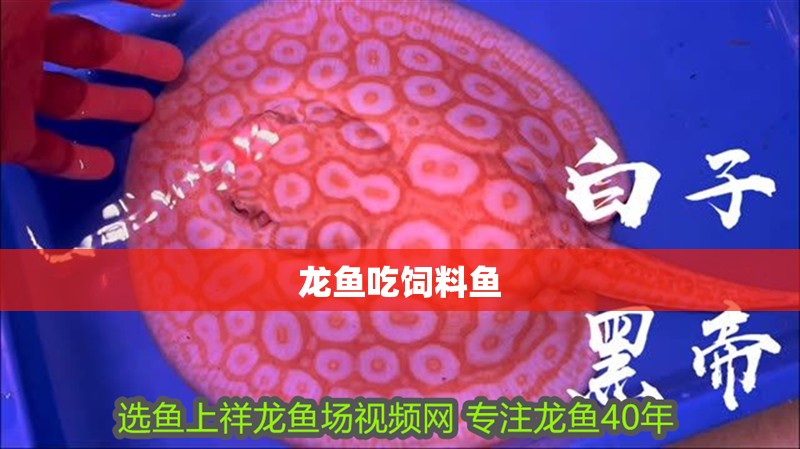 龍魚吃飼料魚