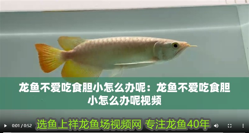 龍魚不愛吃食膽小怎么辦呢：龍魚不愛吃食膽小怎么辦呢視頻