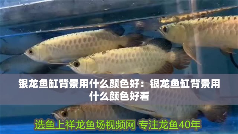 銀龍魚缸背景用什么顏色好：銀龍魚缸背景用什么顏色好看
