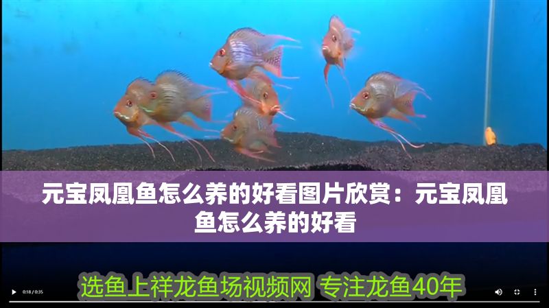 元寶鳳凰魚怎么養的好看圖片欣賞：元寶鳳凰魚怎么養的好看