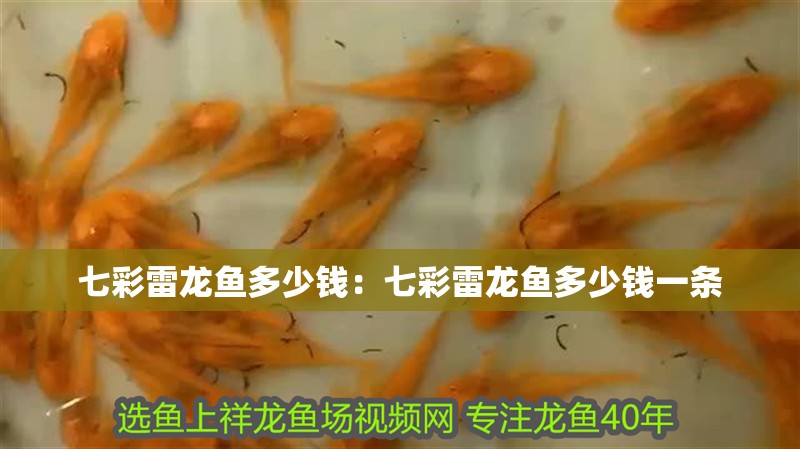 七彩雷龍魚多少錢：七彩雷龍魚多少錢一條