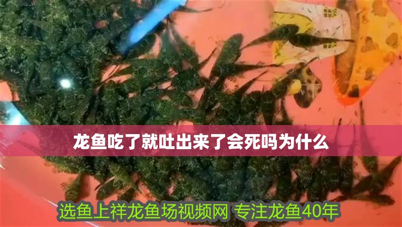龍魚吃了就吐出來了會死嗎為什么