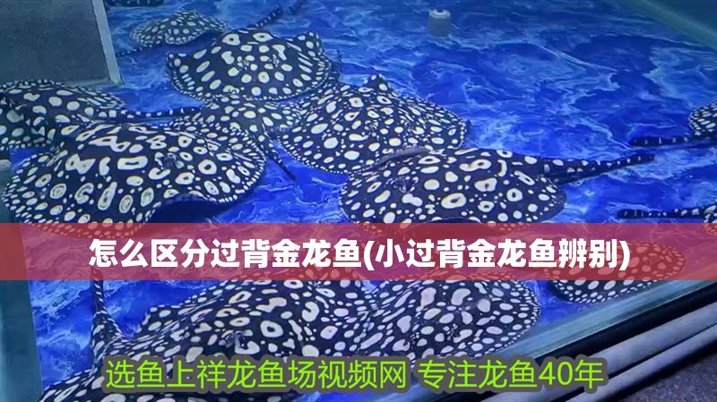 怎么區(qū)分過背金龍魚(小過背金龍魚辨別)