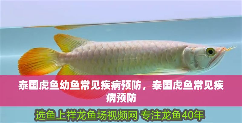 泰國虎魚幼魚常見疾病預(yù)防，泰國虎魚常見疾病預(yù)防