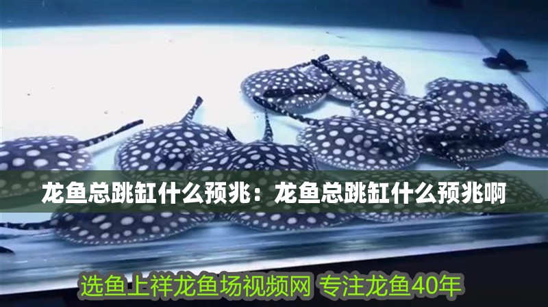 龍魚總跳缸什么預兆：龍魚總跳缸什么預兆啊