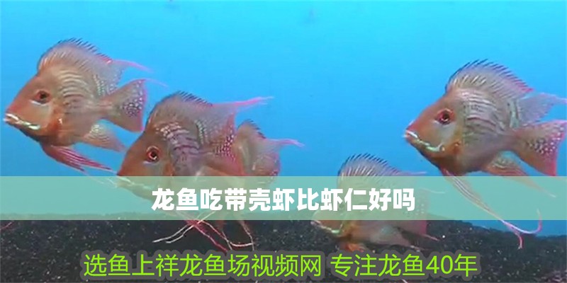 龍魚吃帶殼蝦比蝦仁好嗎