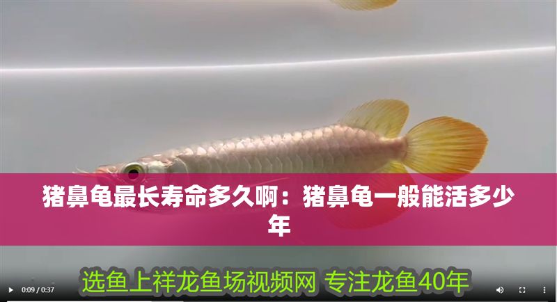 豬鼻龜最長壽命多久啊：豬鼻龜一般能活多少年