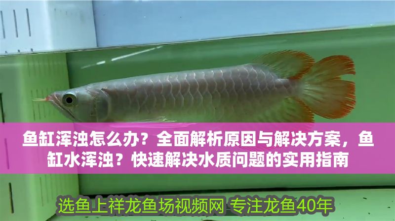魚缸渾濁怎么辦？全面解析原因與解決方案，魚缸水渾濁？快速解決水質問題的實用指南